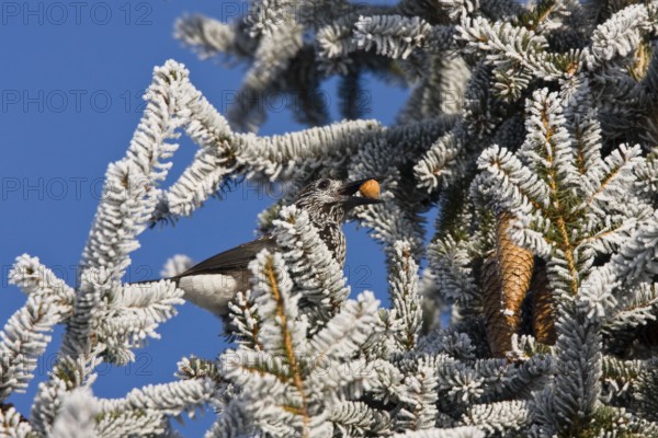 Nutcracker (Nucifraga caryocatactes), with hazelnut in spruce, hoarfrost, winter, Upper Bavaria,