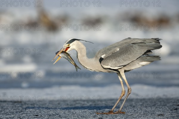 Grey heron (Ardea cinerea), with fish on ice, winter, Baltic Sea, Usedom, Mecklenburg-Western