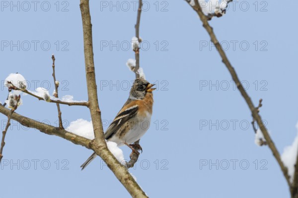 Mountain finch (Fringilla montifringilla), male at rest, calling, winter, winter visitor, Upper