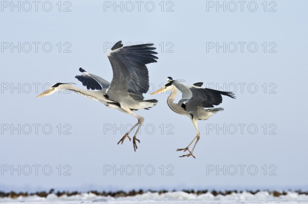 Two grey herons (Ardea cinerea), in flight, winter, Baltic Sea, Usedom, Mecklenburg-Western
