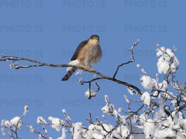 Sparrowhawk (Accipiter nisus), tercel, male sitting on a snow-covered branch, winter, Upper