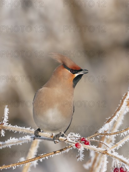 Waxwing (Bobycilla garrulus) sitting in snowball (Viburnum opulus), hoarfrost, winter, winter