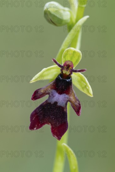 Fly orchid (Ophrys insectifera), single flower, close-up, Pupplinger Au, Isar floodplain, Upper