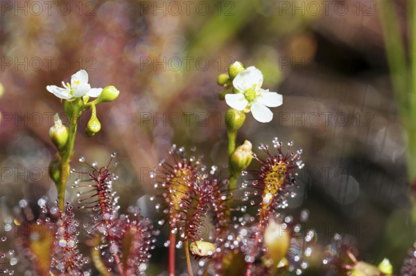 Oblong-leaved sundew (Drosera intermedia), flowers and leaves with adhesive glands, bog, raised