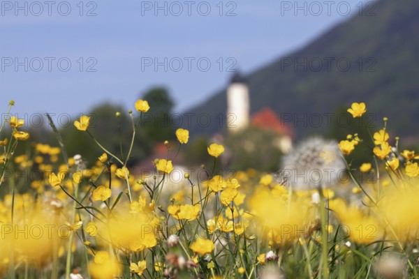 Buttercup meadow, Ranunculus acris on the outskirts of Bichl, Upper Bavaria, Germany