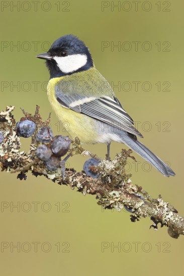 Great tit (Parus major), sitting on a branch in a blackthorn bush, (Prunus spinosa), sloes, with