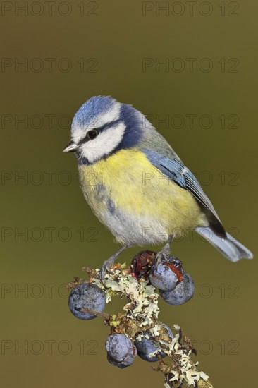 Blue tit (Parus caeruleus), sitting on a branch in a blackthorn bush, (Prunus spinosa), sloes, with