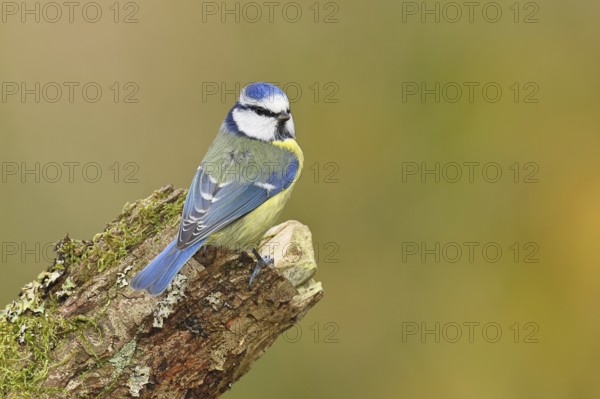 Blue tit (Parus caeruleus), sitting on moss-covered dead wood, Wilnsdorf, North Rhine-Westphalia,