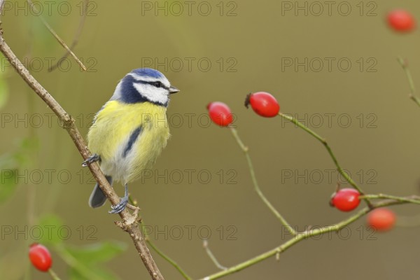 Blue tit (Parus caeruleus), sitting on a twig in a rose hip bush (Rosa canina), Wilnsdorf, North