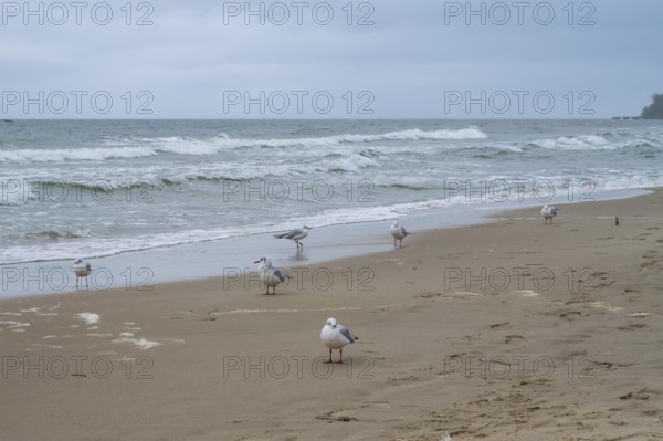 Seagulls on the beach, waves on the coast, Nordperd, Baltic resort Göhren, Baltic Sea, Rügen