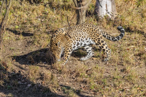 An adult jaguar (Panthera onca) sniffs the ground on a sunny day in a dry meadow in hilly terrain.