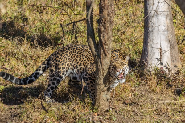 An adult jaguar (Panthera onca) sniffs a tree on a sunny day in a dry meadow in hilly terrain.