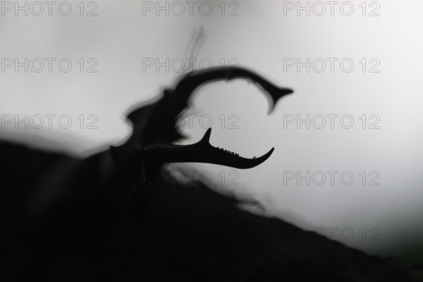 Close-up of a stag beetle (Lucanus cervus) in impressive silhouette, Dammer Berge, Dümmer nature