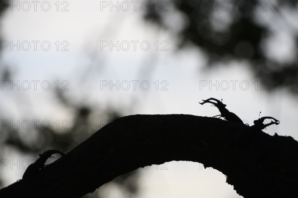 Silhouette of two stag beetles (Lucanus cervus) n on a branch in front of a twilight background,