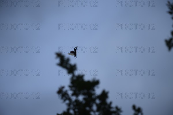 A stag beetle (Lucanus cervus) flies through the air in front of a blue sky and branches, Dammer