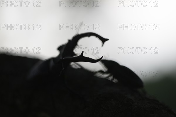 Two stag beetles (Lucanus cervus) in silhouette, facing each other at dusk, Dammer Berge, Dümmer
