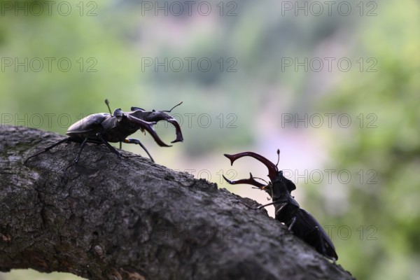 Two stag beetles (Lucanus cervus) confronting each other on a branch, Dammer Berge, Dümmer nature