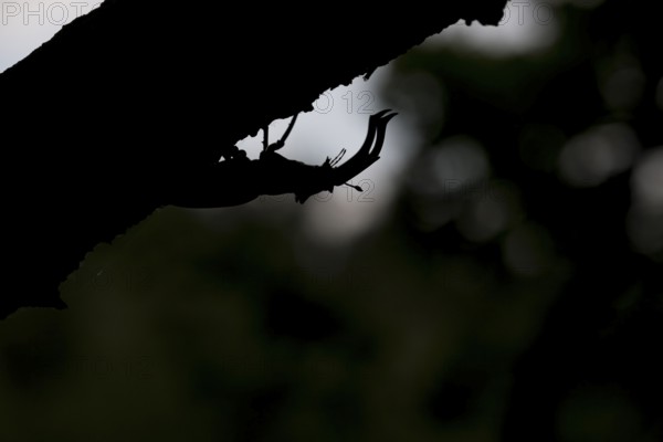 Stag beetle (Lucanus cervus) in silhouette against a dark background on a branch, Dammer Berge,