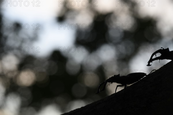 Silhouette of a stag beetle (Lucanus cervus) on a branch in the soft light of dusk, Dammer Berge,
