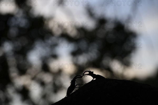 Two stag beetles (Lucanus cervus) in a shadow play on a branch at dusk in the forest, Dammer Berge,