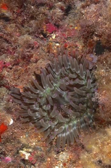A rock gold rose (Cribrinopsis crassa), sea anemone, sits on a colourful, overgrown seabed in the