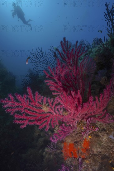A diver overlooks Violescent sea-whip (Paramuricea clavata) in deep blue water in the Mediterranean