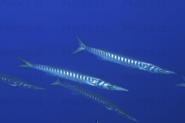 Two barracudas (Sphyraena sphyraena) swimming side by side in the blue water in the Mediterranean
