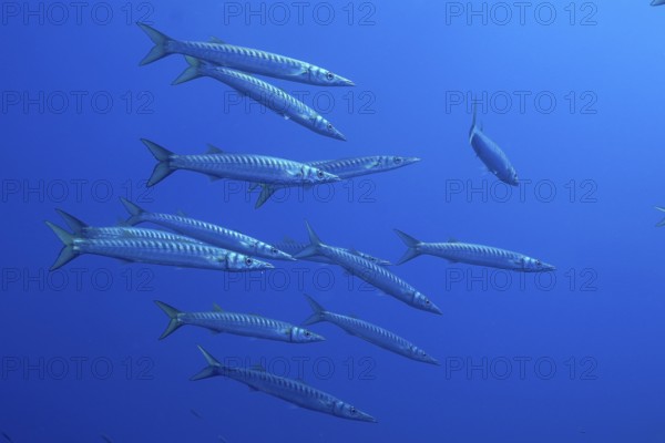 A group of barracudas (Sphyraena sphyraena) moves through the blue water in the Mediterranean Sea