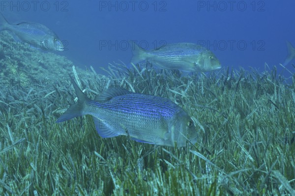 Three bream, dentex (Dentex dentex) swimming over a carpet of seaweed, Neptune grass (Posidonia