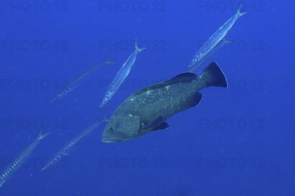 A large Dusky Grouper (Epinephelus marginatus) (Mycteroperca marginatus) swims in a blue ocean