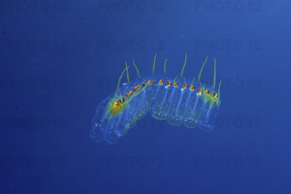 Transparent marine organism, Salpe (Pegea confoederata), in a calm blue environment in the