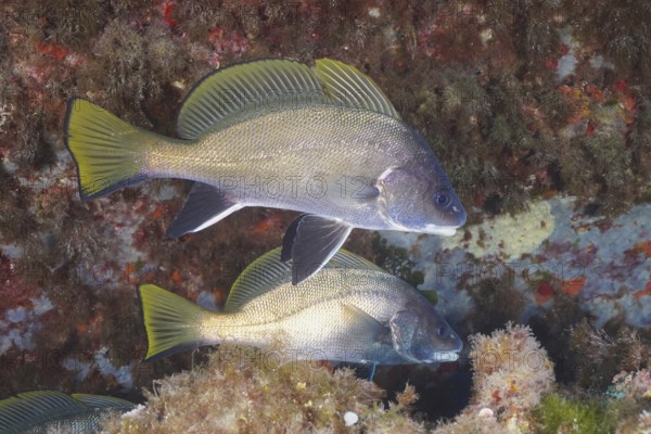 Two common seals (Sciaena umbra) near a reef under water, surrounded by algae in the Mediterranean