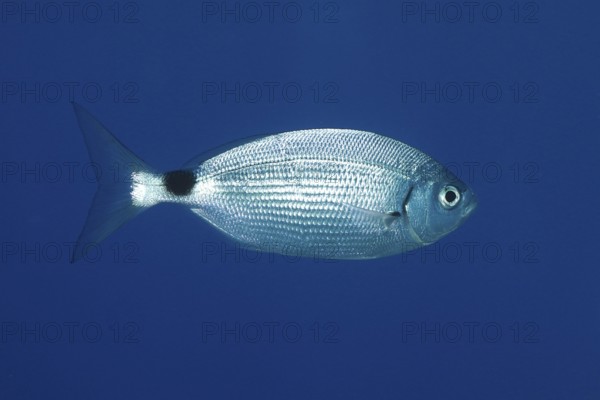 A single sea bream (Oblada melanura) floats in the blue waters of the Mediterranean Sea near Hyères