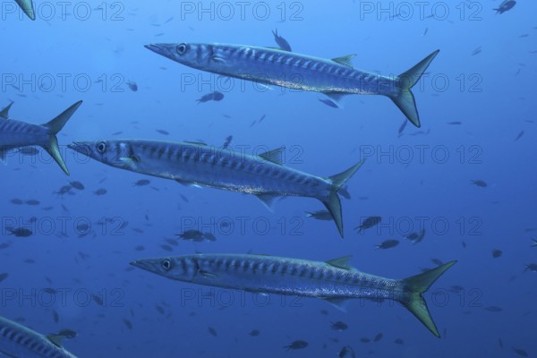 Several barracudas (Sphyraena sphyraena) swimming in the blue underwater world in the Mediterranean