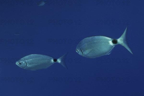 Two sea bream (Oblada melanura) swimming in clear blue water in the Mediterranean Sea near Hyères.