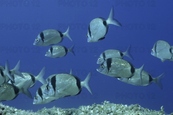 A shoal of silver two-banded seabream (Diplodus vulgaris) swimming in clear blue water in the