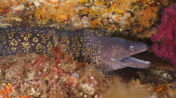 Mediterranean moray eel (Muraena helena) with patterned body peeking out between corals in the