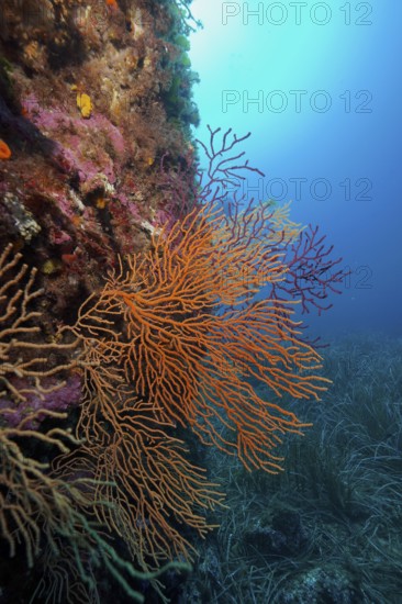 Large orange fan coral, yellow gorgonian (Eunicella cavolinii), in front of a blue sea panorama
