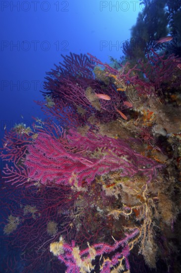 Colourful Violescent sea-whips (Paramuricea clavata) stretch out towards the deep blue waters of