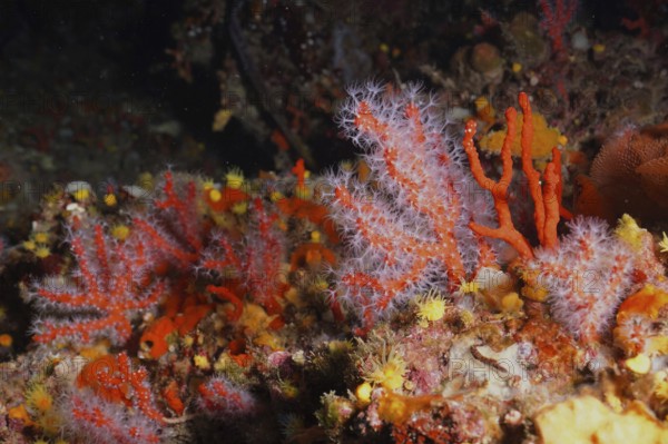 Vibrant orange and red soft corals, red coral (Corallium rubrum), in a dynamic underwater landscape