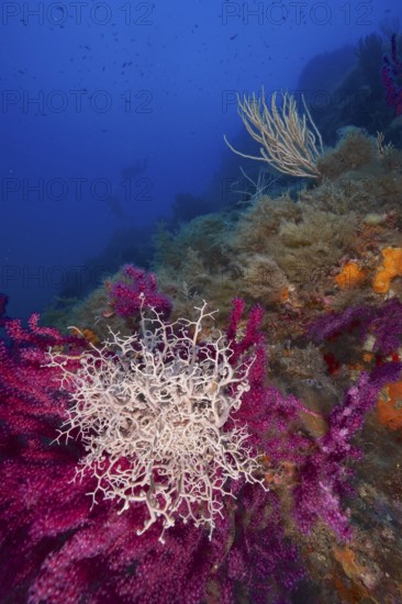 Mediterranean Gorgon Head (Astrospartus mediterraneus) on Violescent sea-whip (Paramuricea clavata)