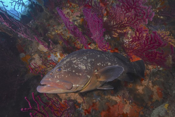 A Dusky Grouper (Epinephelus marginatus) (Mycteroperca marginatus) swims close to shining corals in