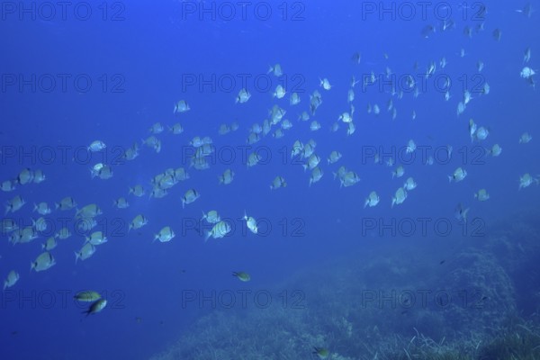 A school of two-banded seabream (Diplodus vulgaris) swimming in the open sea, surrounded by the