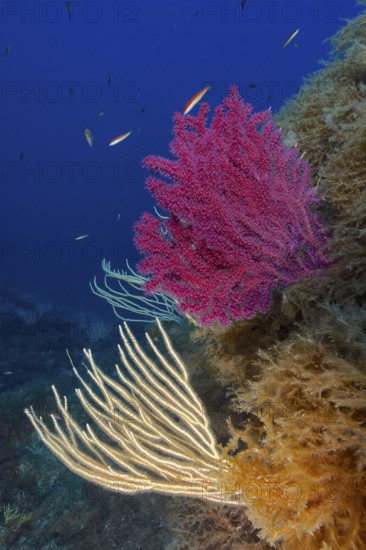 White gorgonian (Eunicella singularis) and Violescent sea-whip (Paramuricea clavata) next to golden