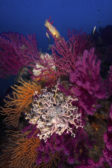 A blaze of colour in the Mediterranean: Violescent sea-whip (Paramuricea clavata) with open polyps,