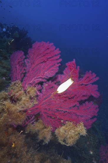 Egg capsule of large spotted catshark (Scyliorhinus stellaris) on Violescent sea-whip (Paramuricea
