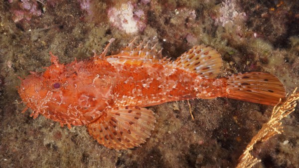 A red scorpionfish (Scorpaena scrofa) resting on the seabed in the Mediterranean Sea near Hyères,