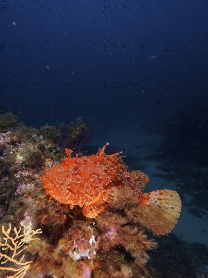 A red scorpionfish (Scorpaena scrofa) resting on a reef in front of a dark sea background in the