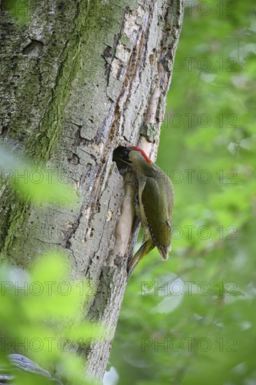 Teutoburg Forest, Lower Saxony, Germany, Green woodpecker (Picus viridis) with red head tapping on