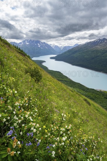 Flower meadow, view of blue lake and mountains on Twin Peaks Trail, Eklutna Lake, Chugach